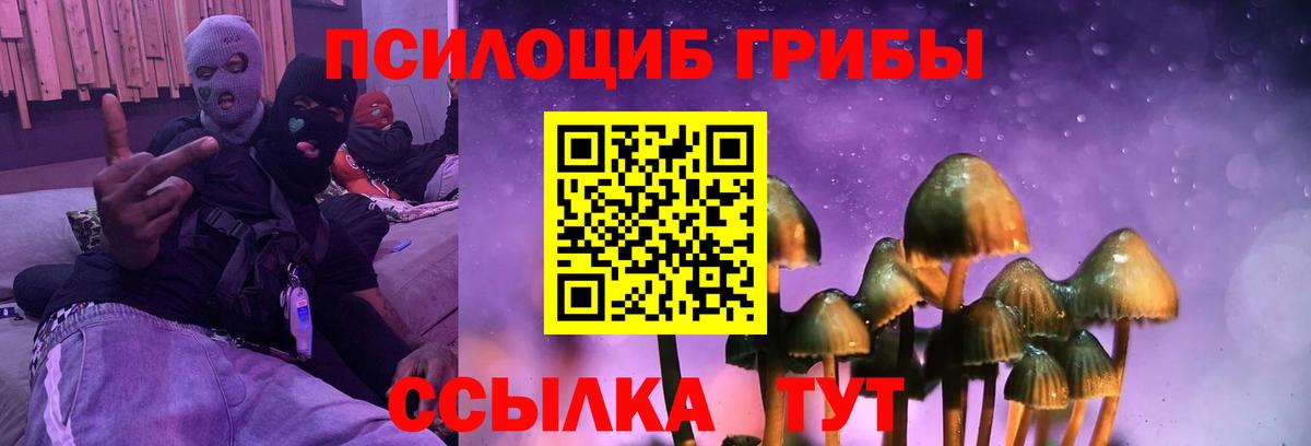 Псилоцибиновые грибы Psilocybine cubensis  Благовещенск 